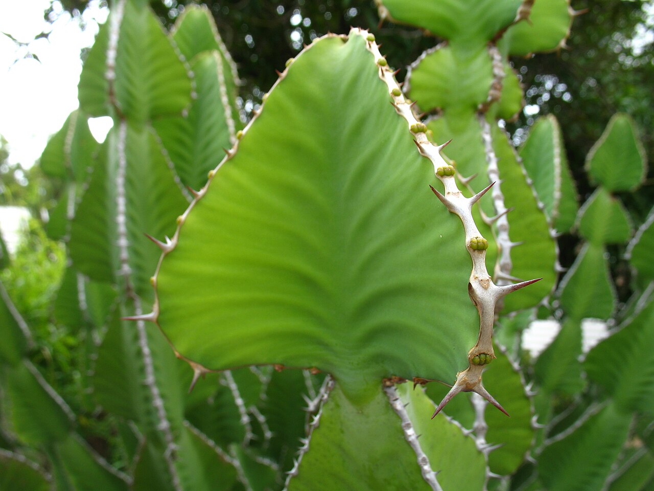National Botanic Garden